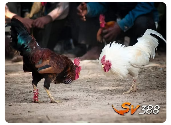 SV388 Cockfighting FAQ